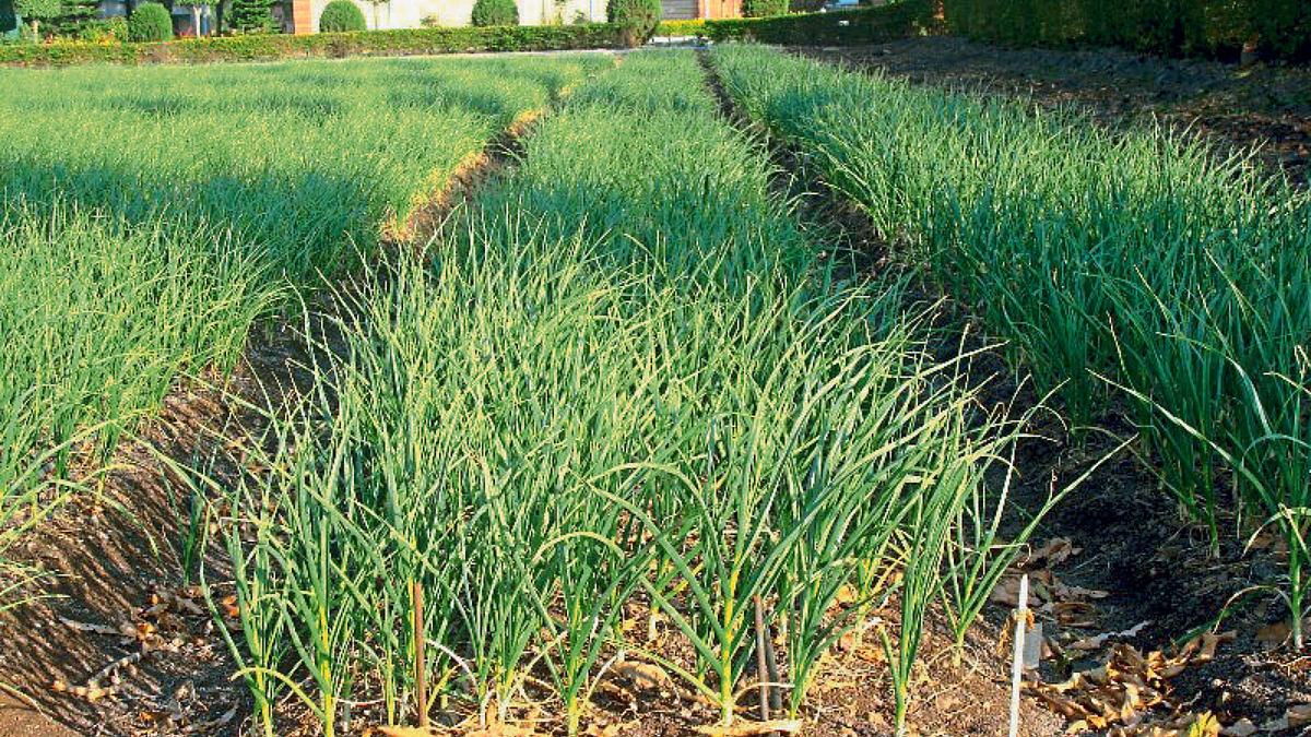 Garlic Cultivation