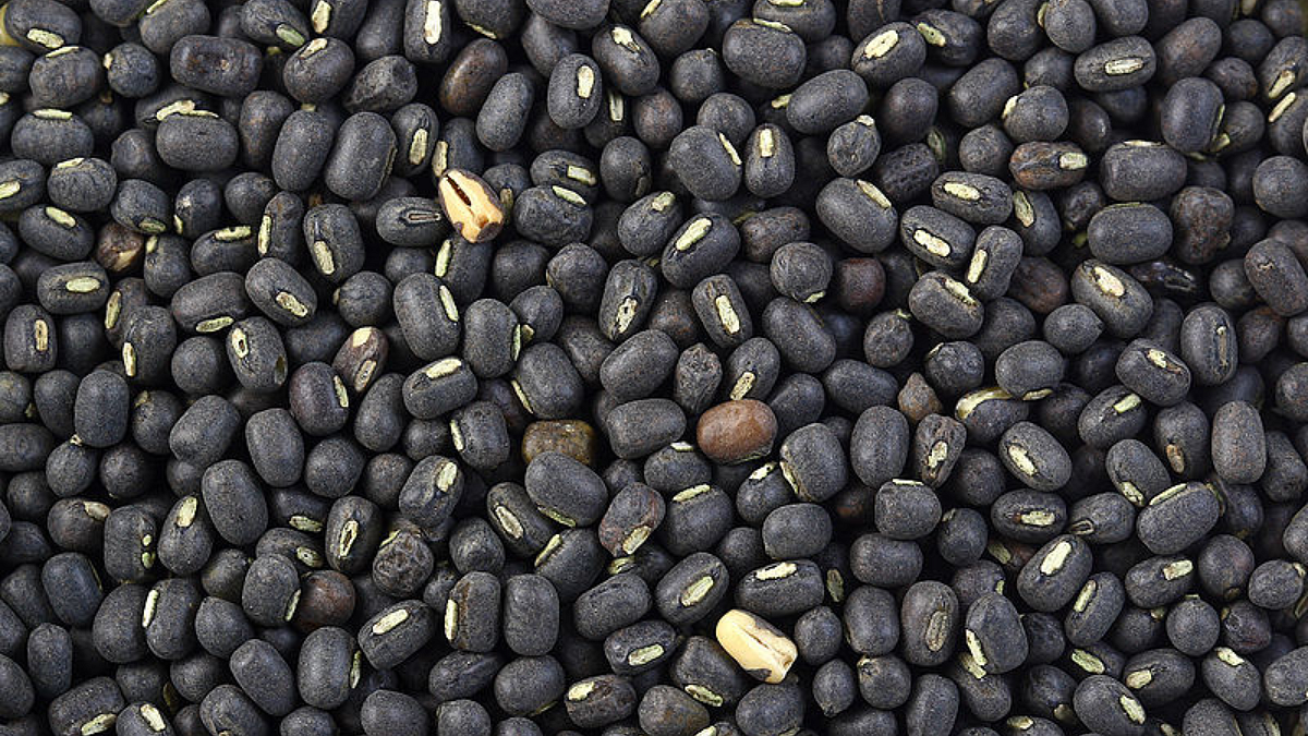 Urad Rate