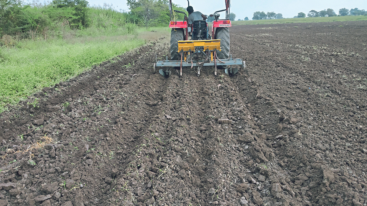 Chana Cultivation