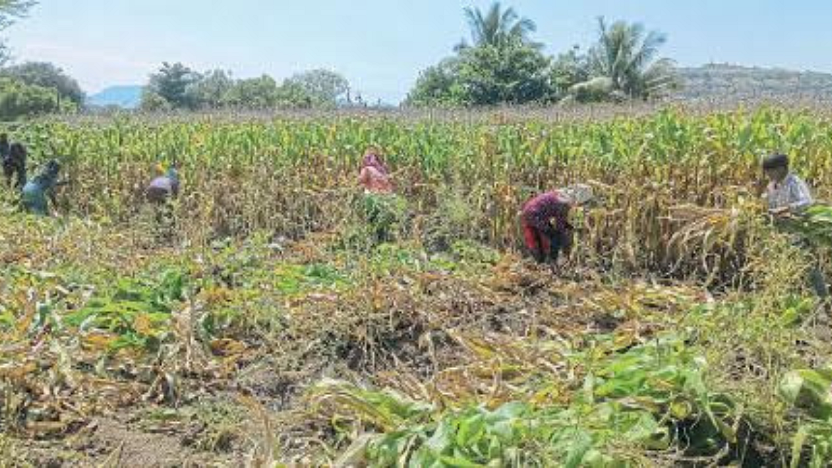 Crop Harvesting