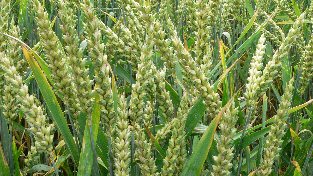 Rabi Season