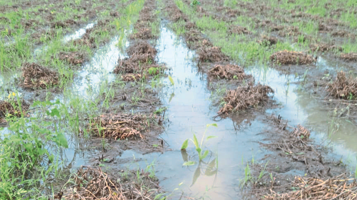 Crop Damage
