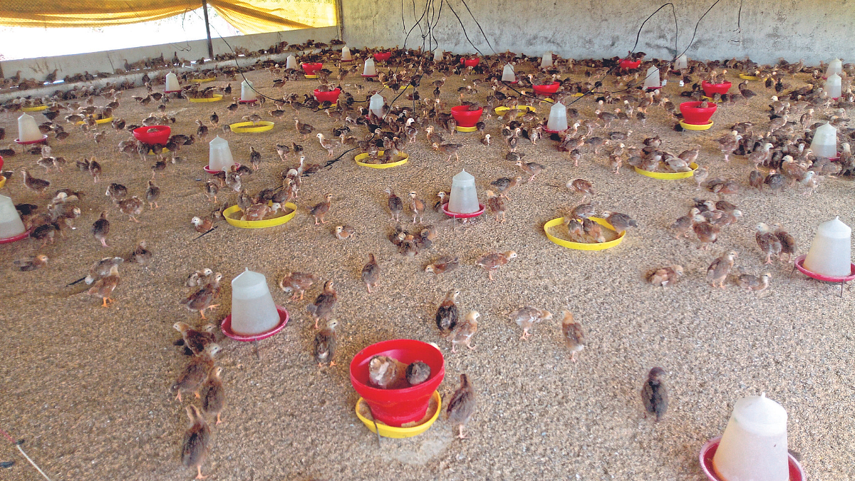 Poultry Diseases