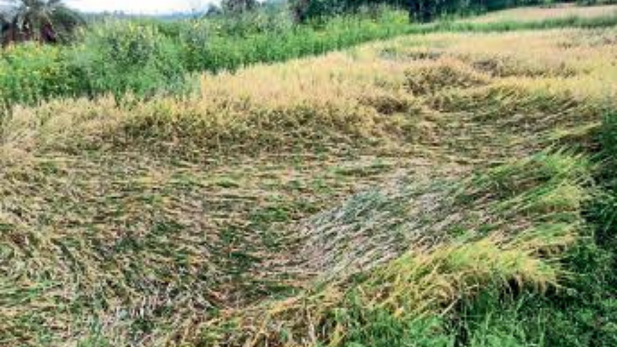 Paddy Harvesting