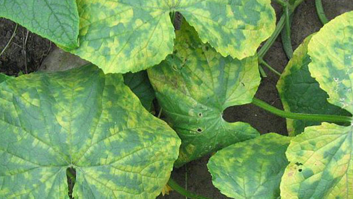 CMV
