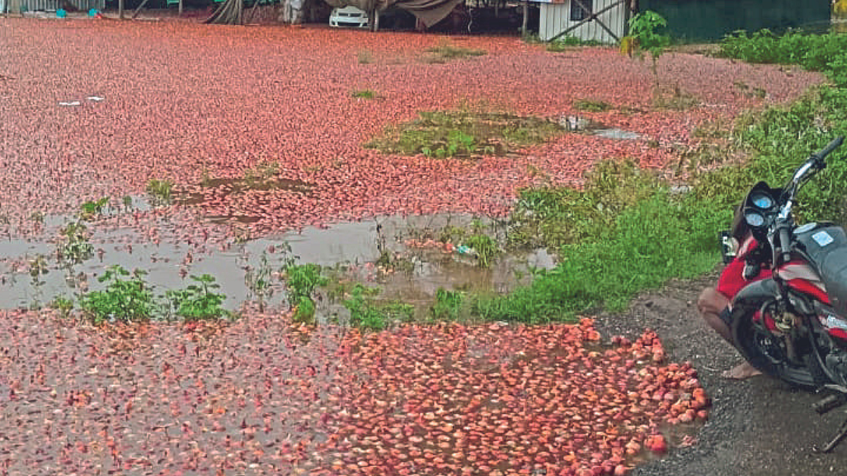 Crop Damage