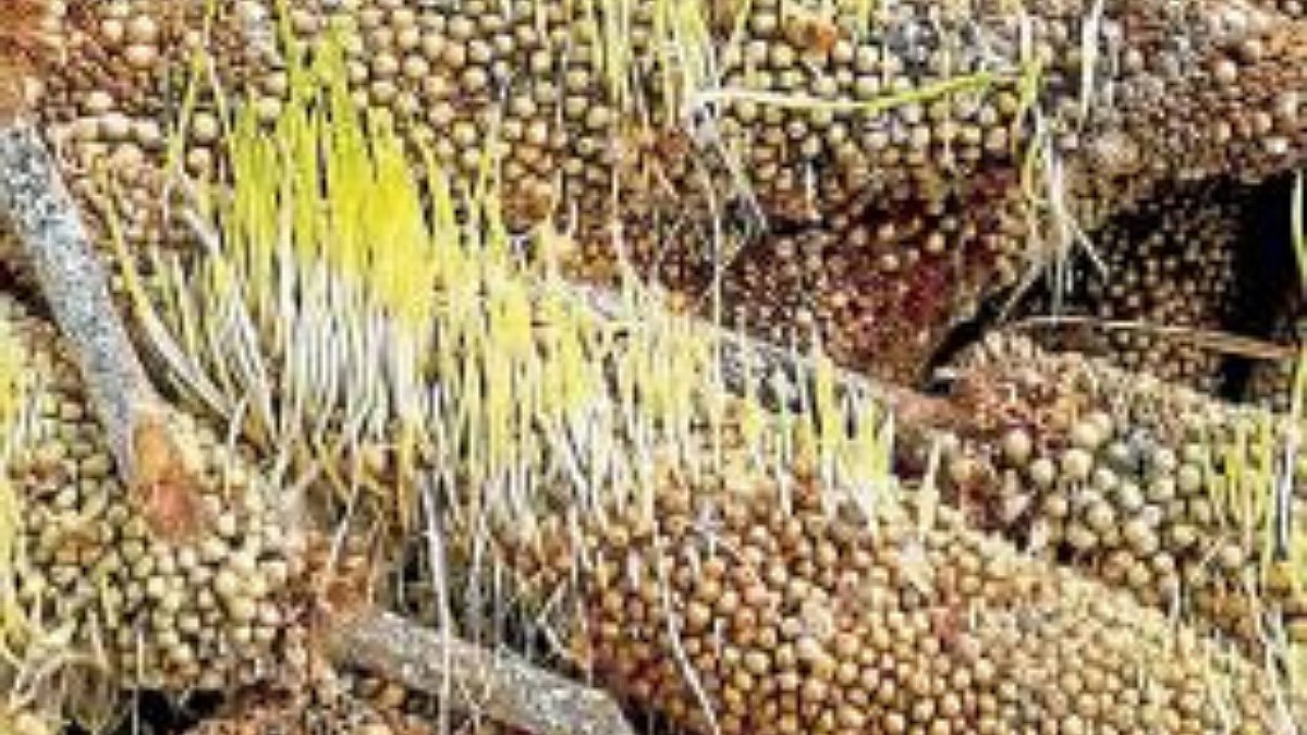 Crop Damage
