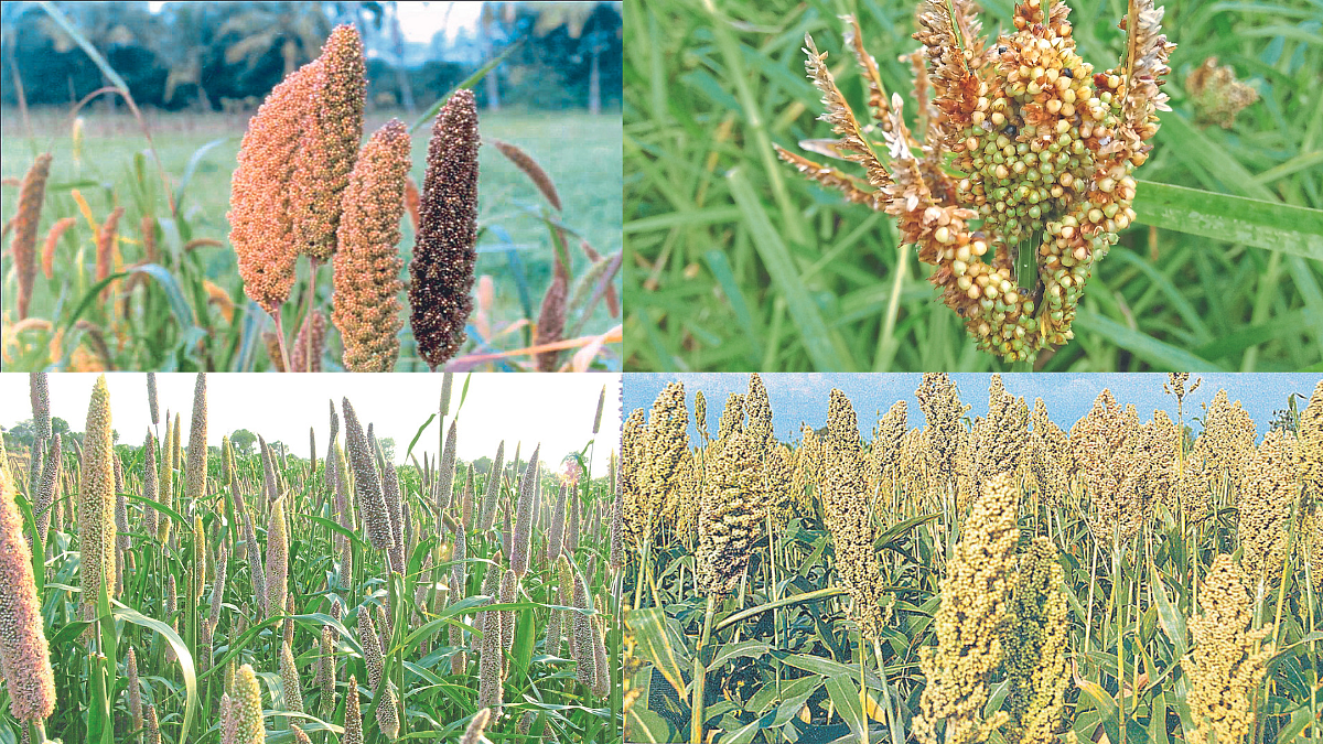 Millet's