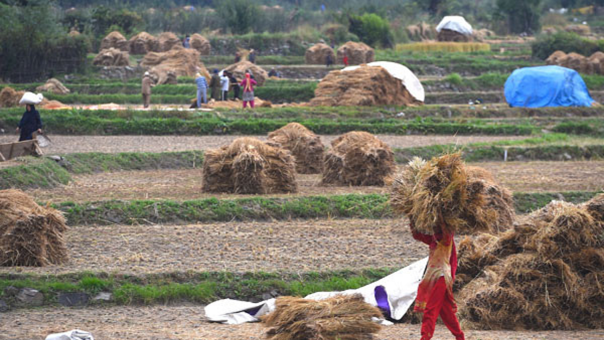 Farmers Diwali
