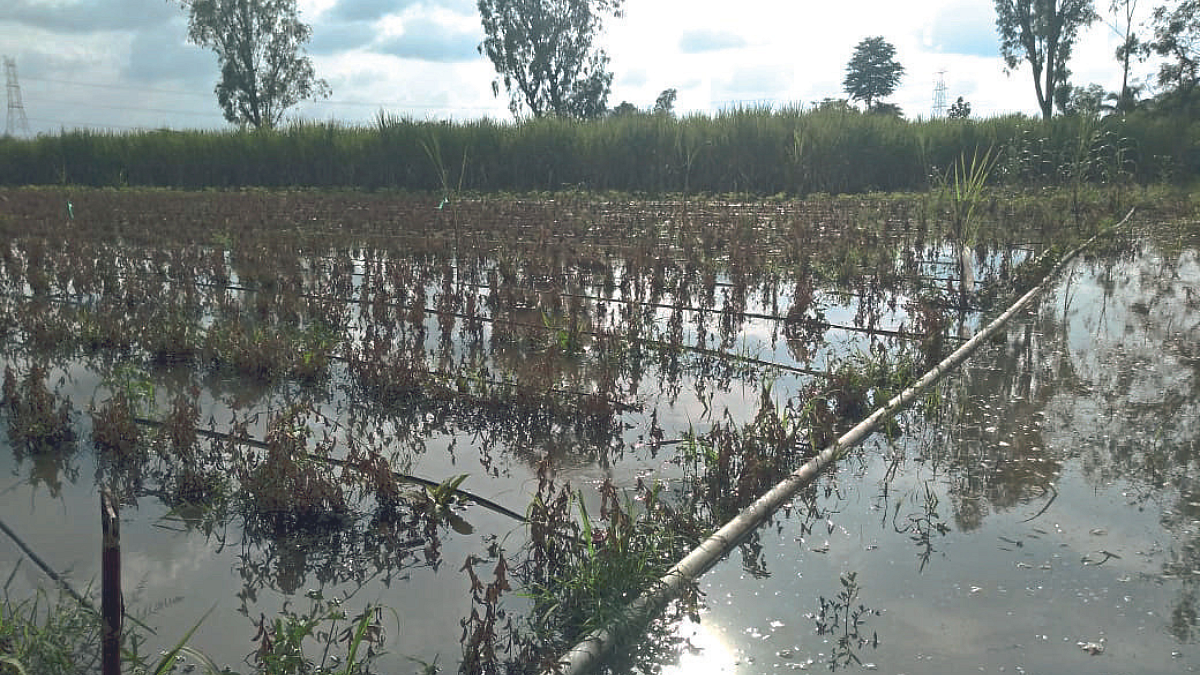 Crop Damage