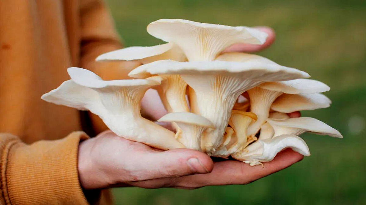 Oyestor Mushroom