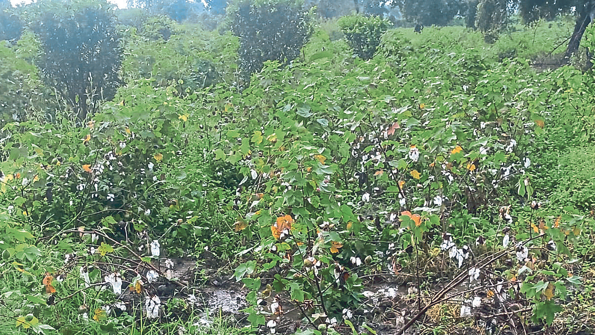 Crop Damage
