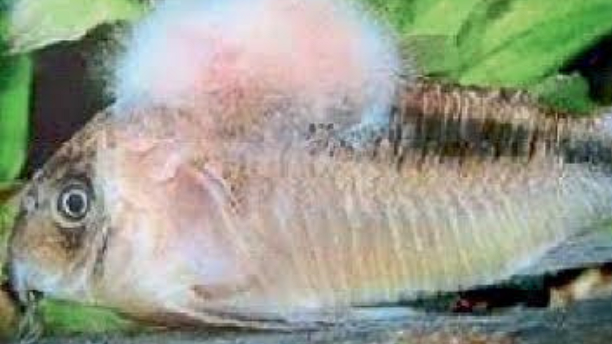 Fish Disease