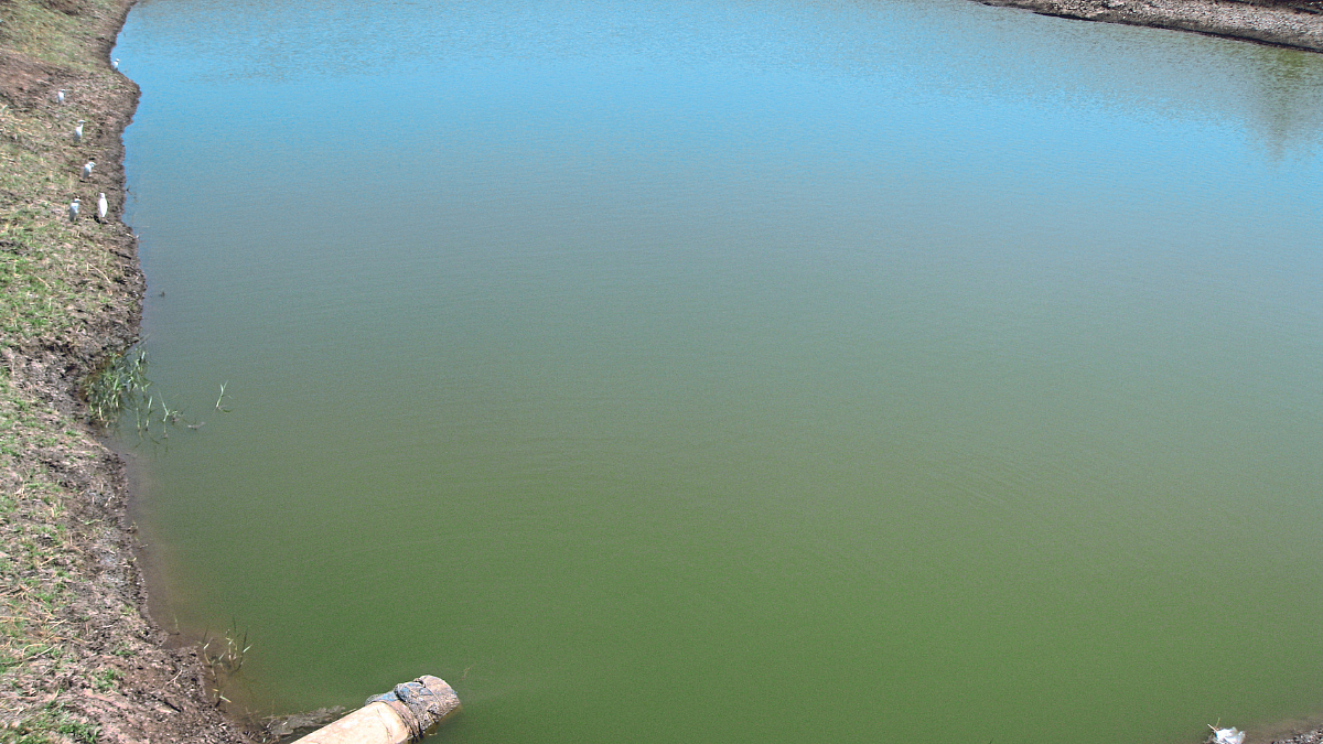 Fish Farming