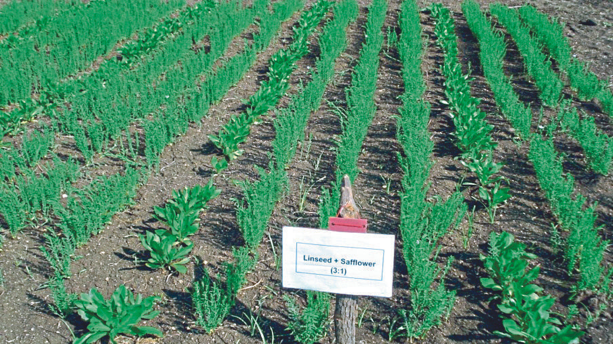 Linseed Cultivation