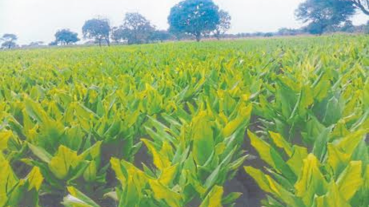 Turmeric Subsidy