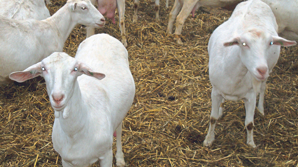 Sanen goat Import