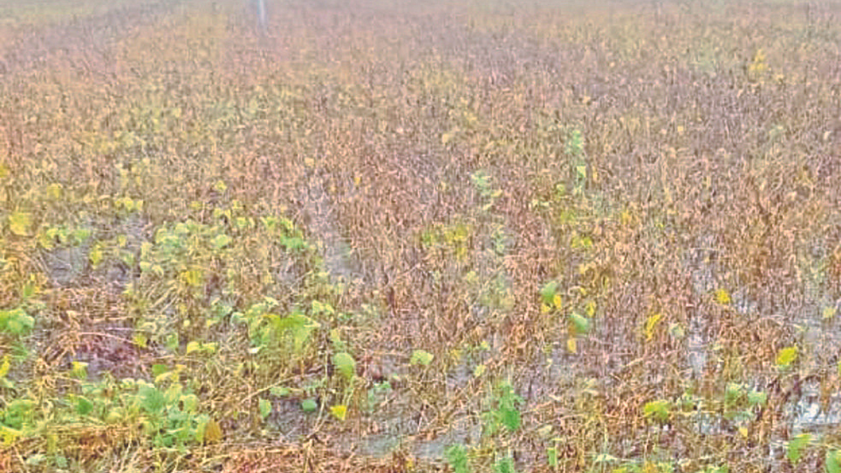 Crop Damage