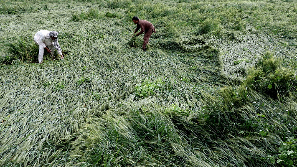 Crop Harvesting
