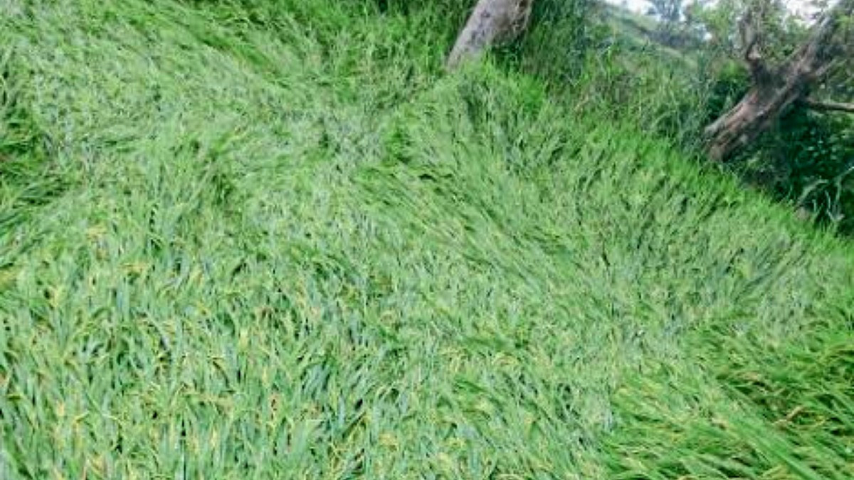 Kharip Crop Damage