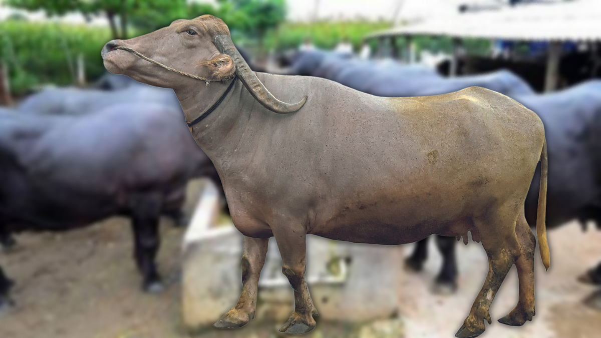 Purnathadi Buffalo