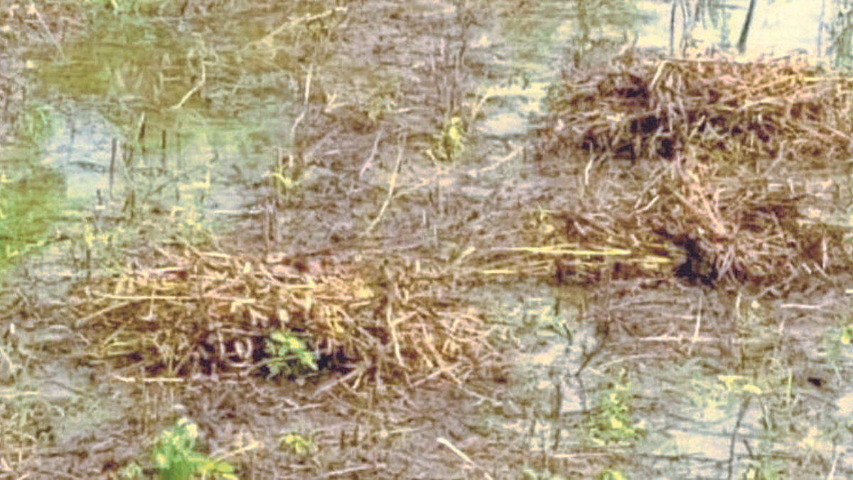 Crop Damage