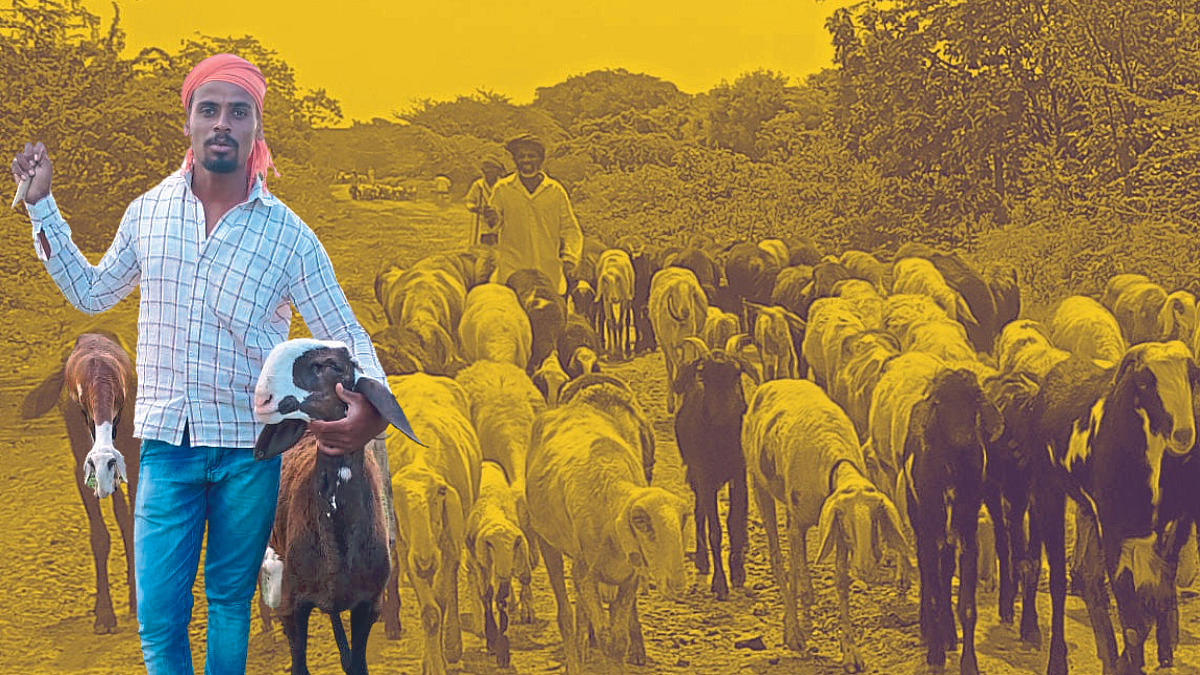 Sheep Rearing