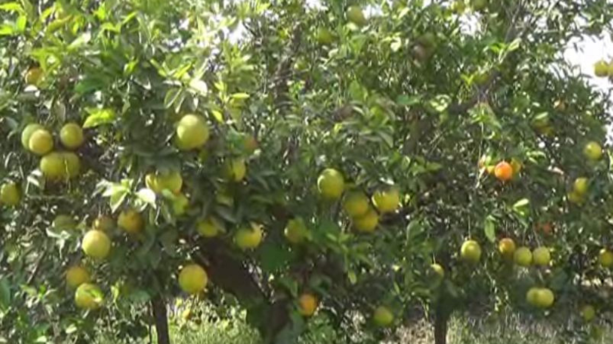 Crop Damage