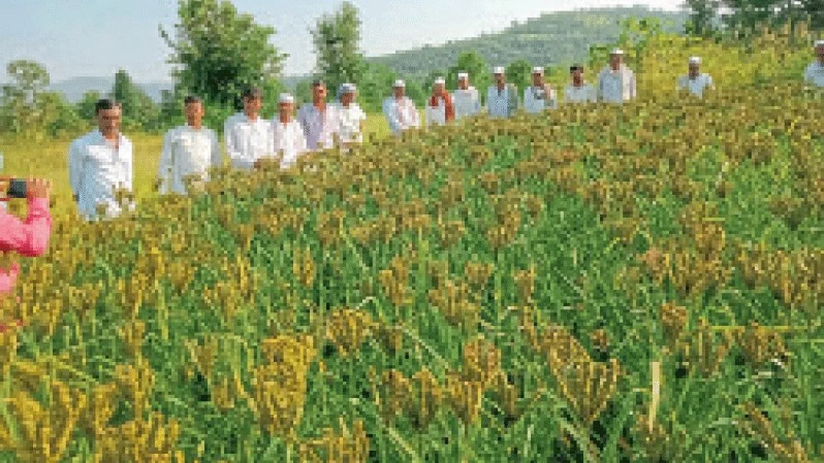 Odisha Millets Mission