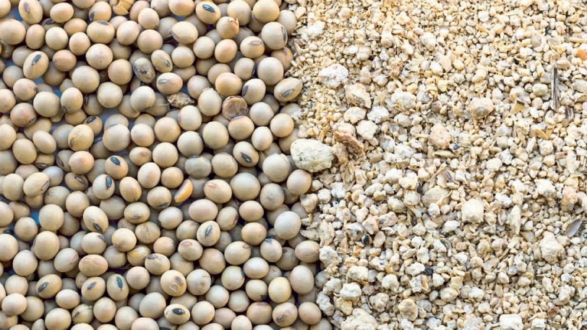 soybeans