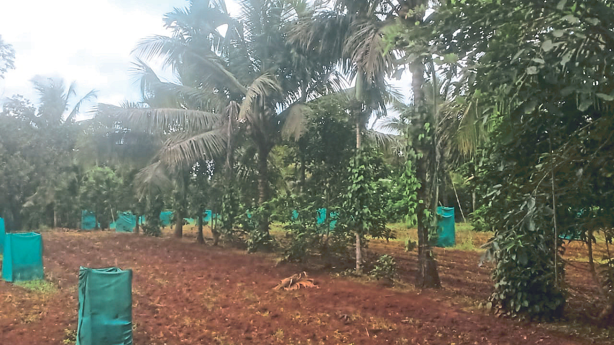 Crop Management