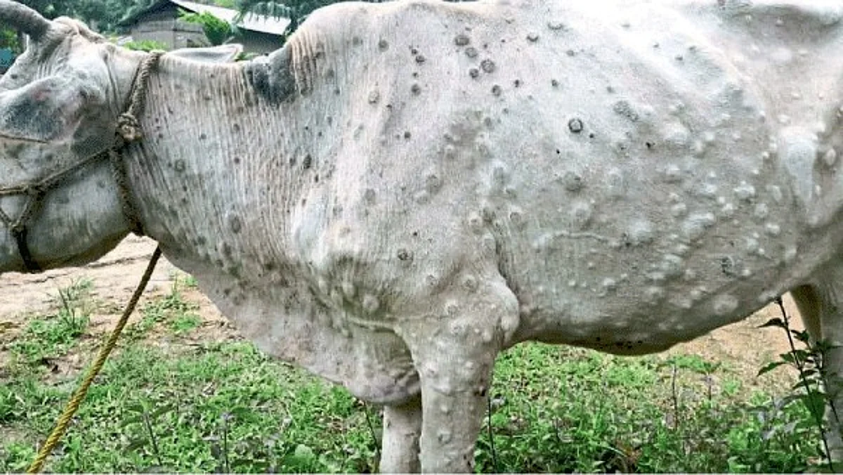 Lumpy Skin