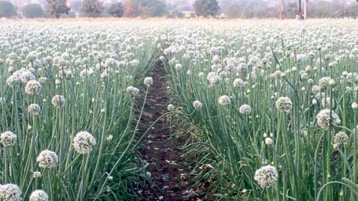 Onion Planting