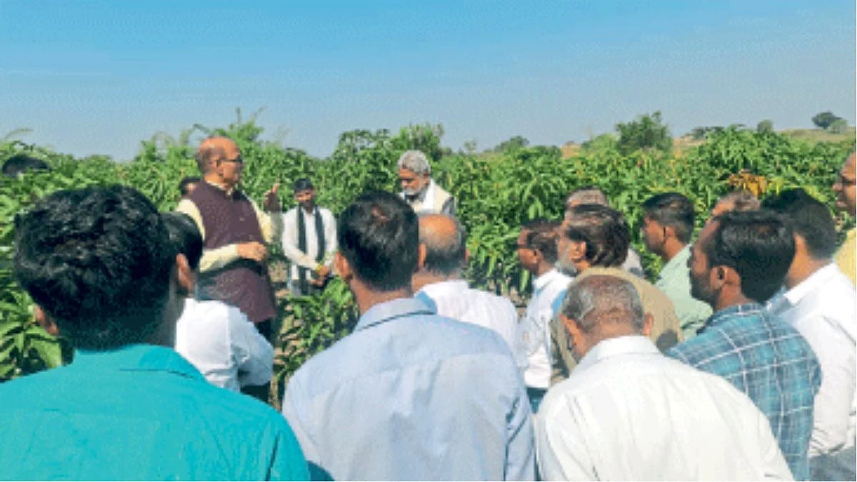 Mango Production