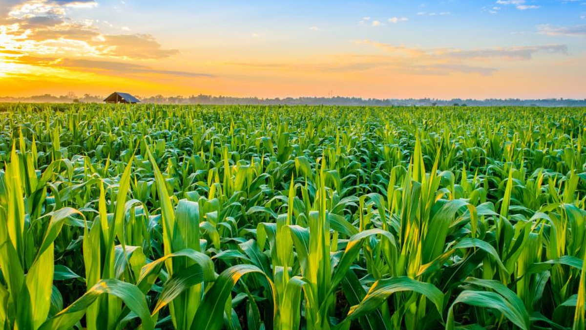 Crop Insurance