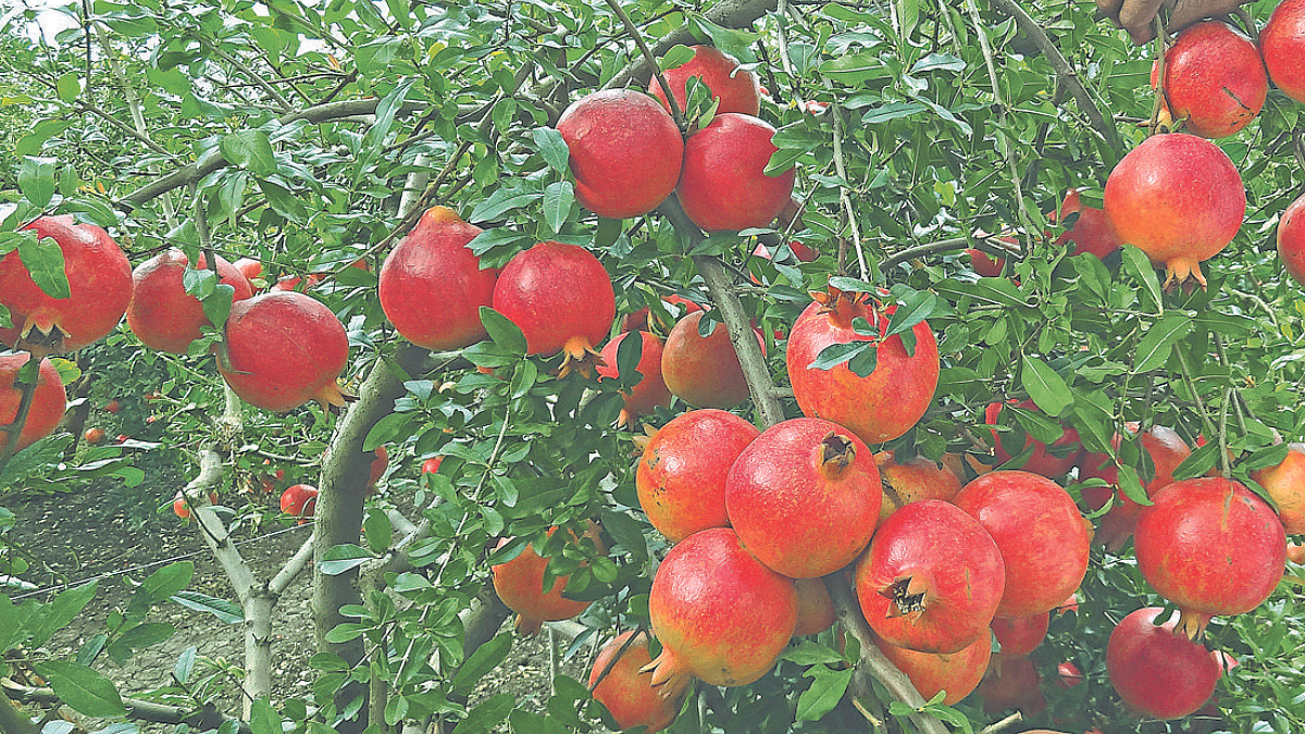 Horticulture