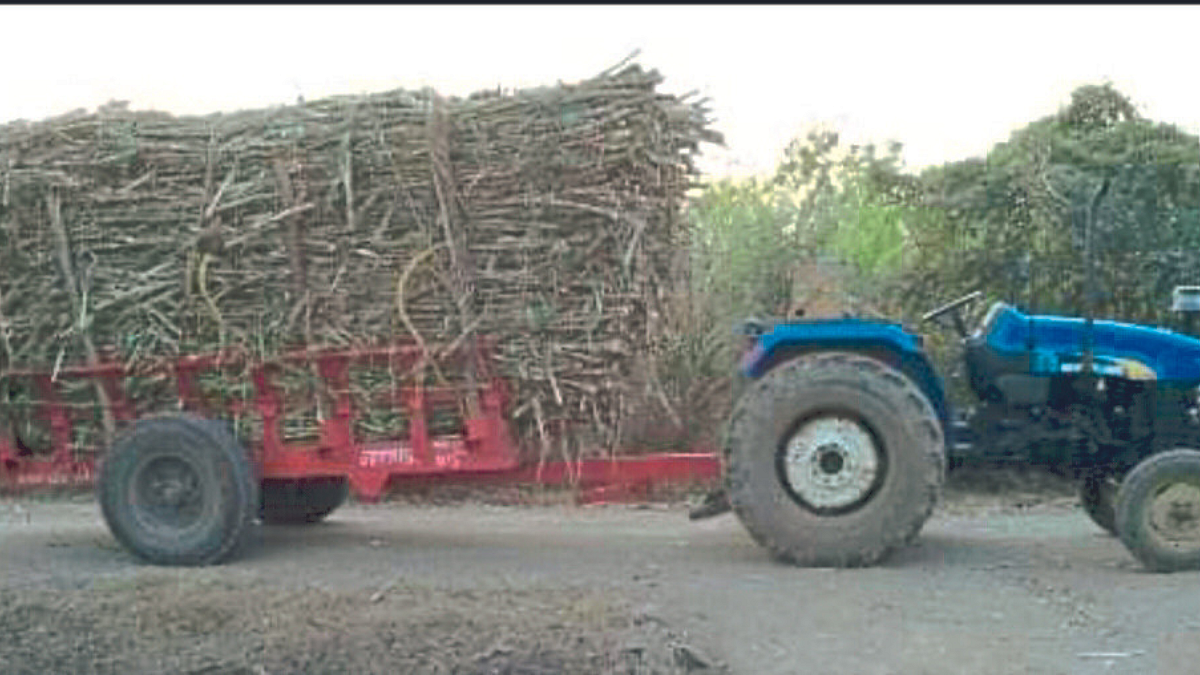 Sugarcane Season