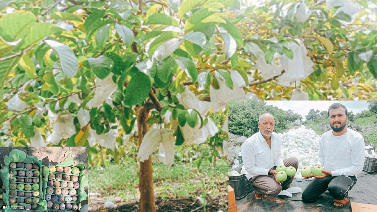 Fruit Crop