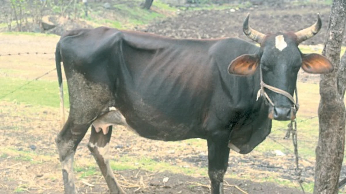 Animal Health