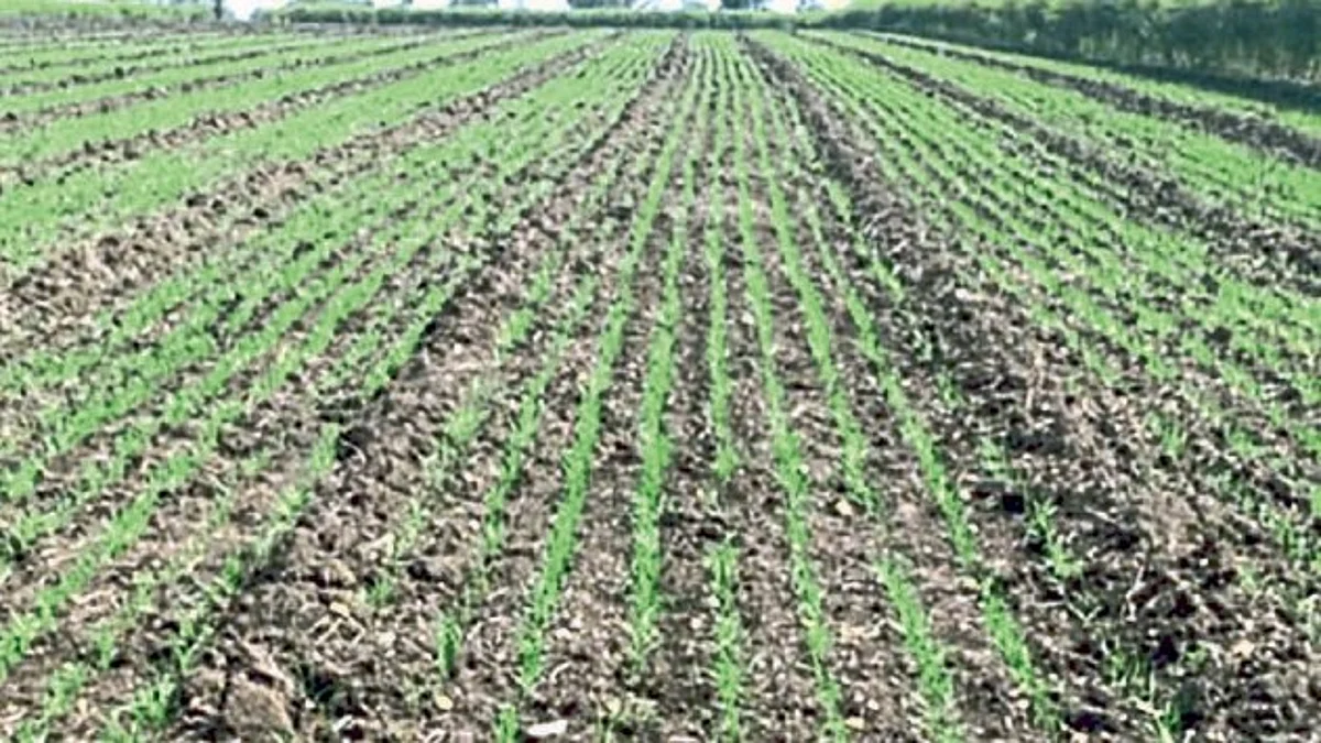 Wheat Cultivation