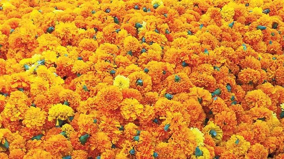 Marigold Flower
