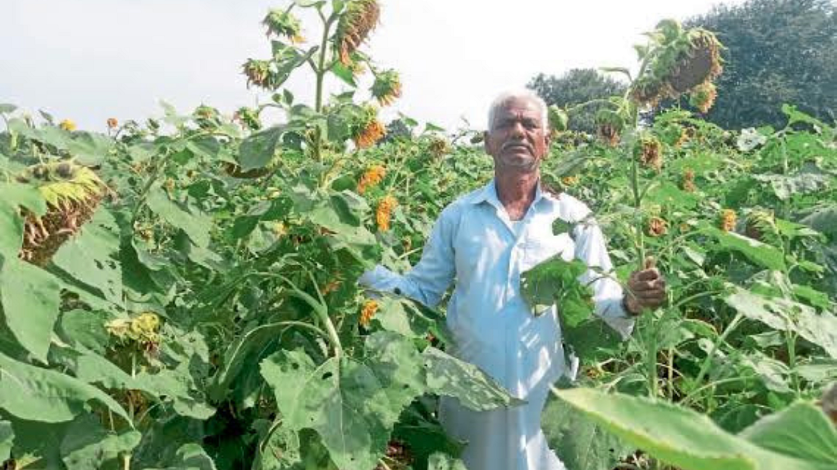 Sunflower Crop