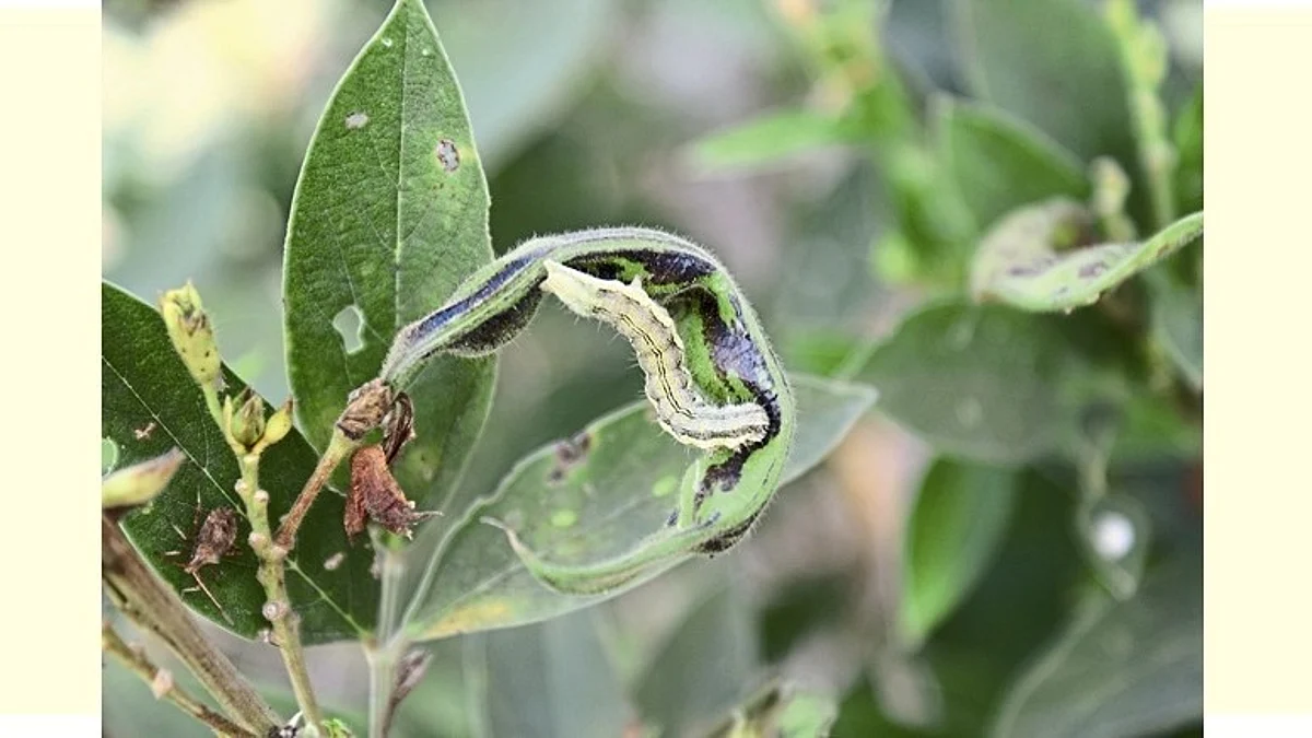 Crop Disease