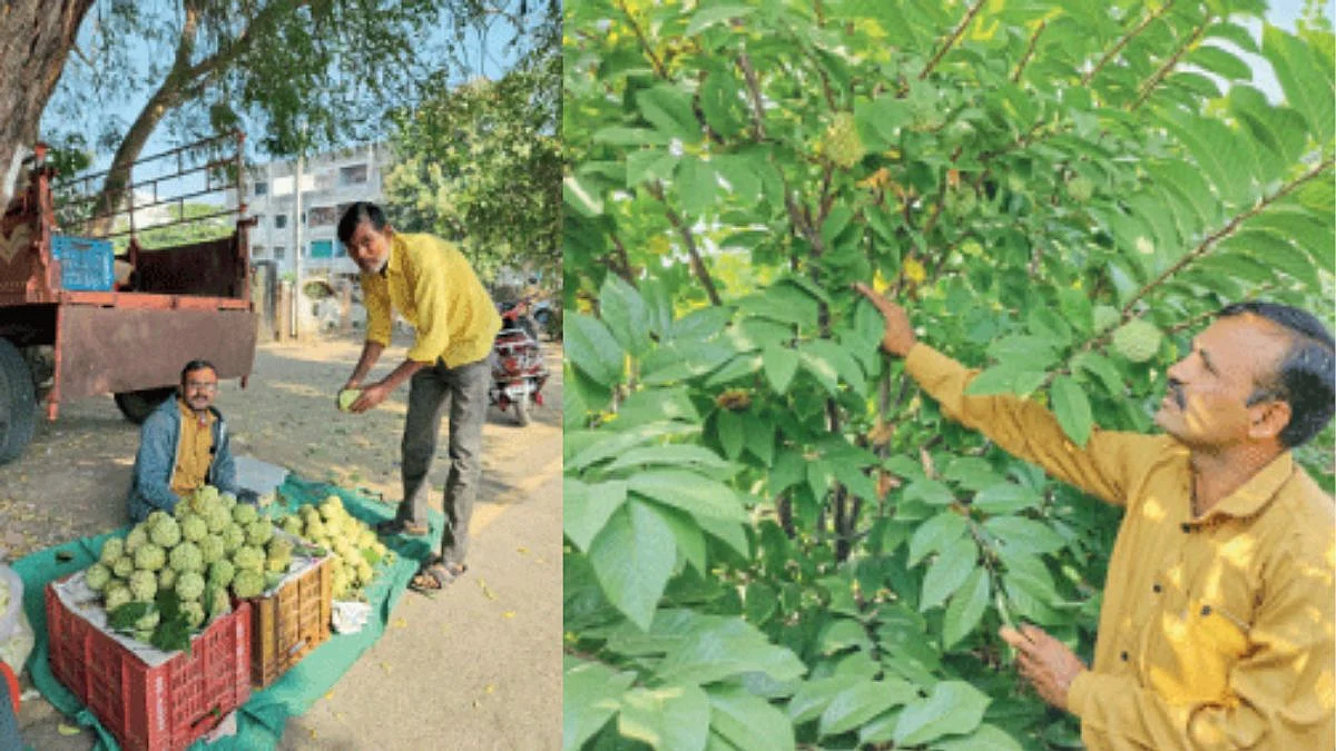 Custard Apple Cultivation