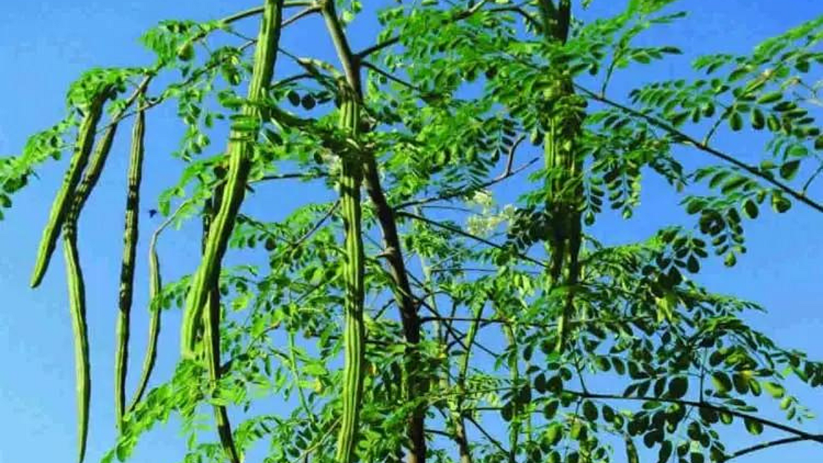 Moringa Cultivation