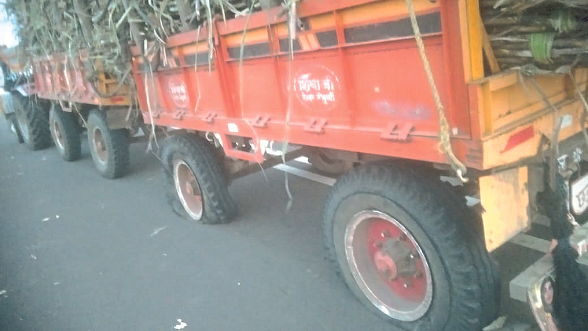 Sugarcane