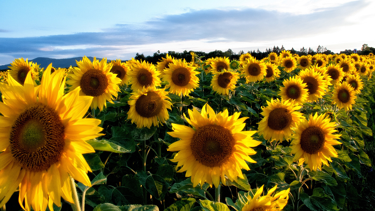 Sunflower Production