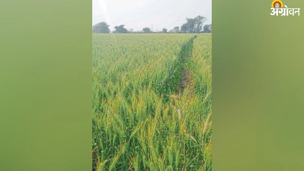 Wheat Management