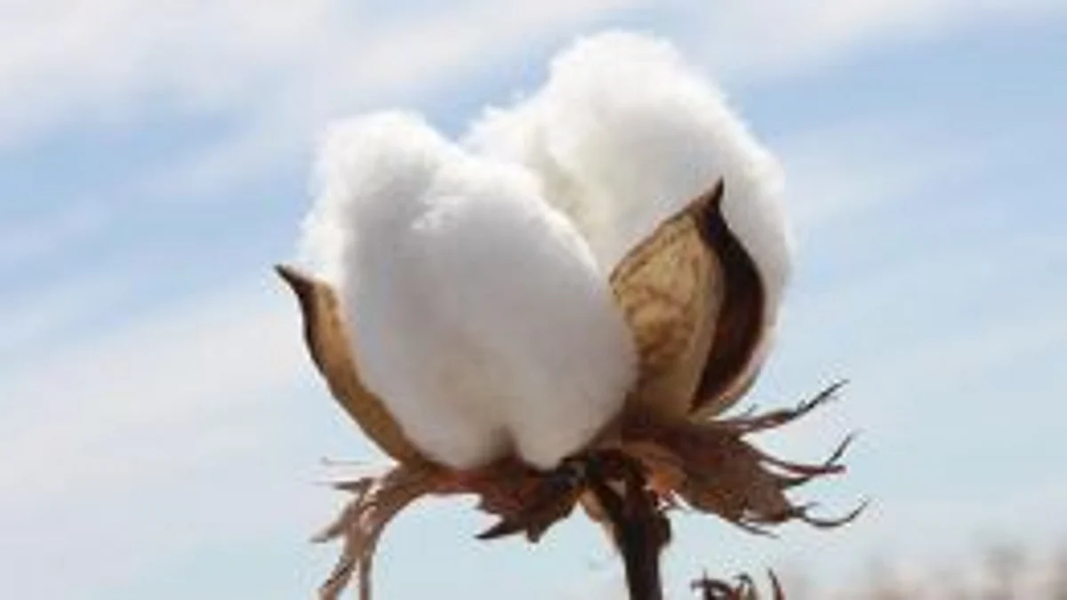 Cotton