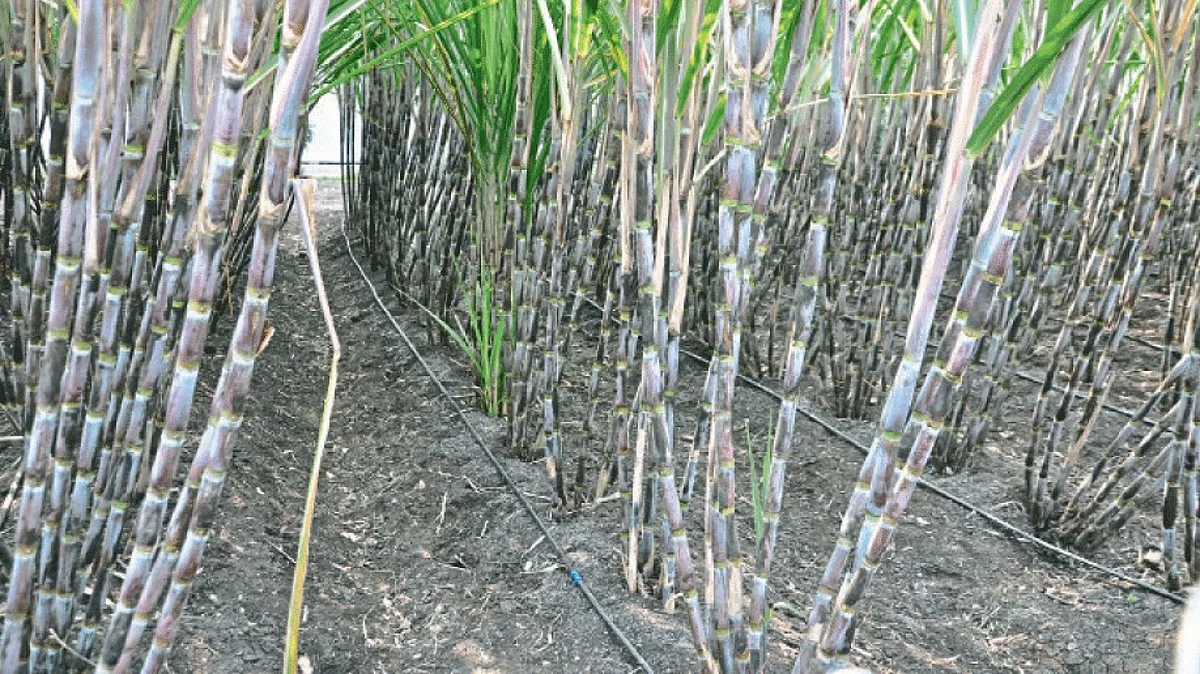 Sugar Cane Management